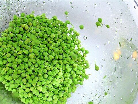 青山椒*実山椒の灰汁ぬきと保存